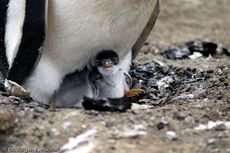 Eselspinguin (66 von 97).jpg